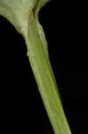 Kidneyleaf grass of Parnassus